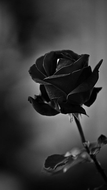 Black Rose, Beautiful, Black And White HD phone wallpaper