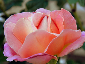 Rose, nature, flower HD wallpaper