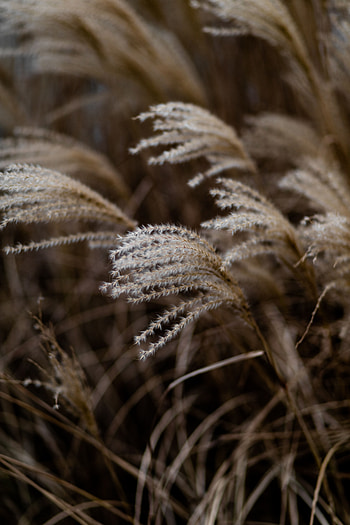 Plants, Grass, Cones, Macro, Spikelets HD phone wallpaper