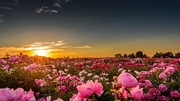 Pink Peonies, sunset, blossoms, field, plants, clouds, sky HD wallpaper