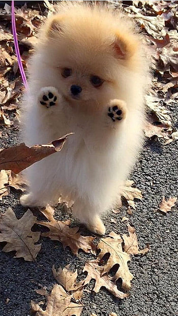 Pomeranian Dog, Pomeranian, Puppy HD phone wallpaper