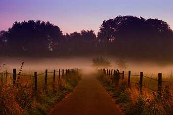 Nature, Trees, Dawn, Fog, Path HD wallpaper