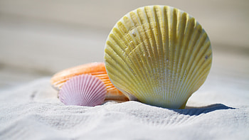Seashells up close, Sandy moments, Nature's textures, Serenity by the sea HD wallpaper