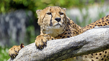 Animals, Cheetah, Wood, Tree, Muzzle, Predator, Big Cat, Sight, Opinion HD wallpaper