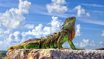 Iguana , Detailed close-up, Reptilian beauty, Nature background HD wallpaper