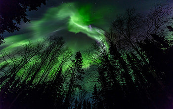 Aurora, landscape, trees, forest HD wallpaper
