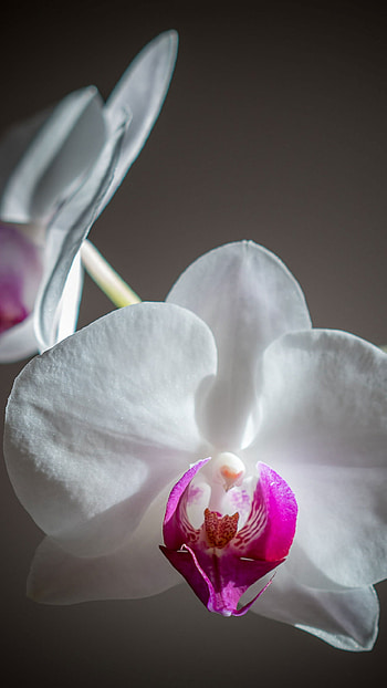 Orchid flowers, White and pink blooms, Moth orchid beauty, Exotic elegance HD phone wallpaper