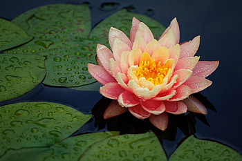 Nature Bliss: Radiant Water Lily Serenity, nature, water lily HD wallpaper