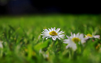 Grass, Camomile, Macro, Glare, Field, Chamomile HD wallpaper