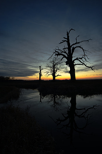 Nature, Trees, Sunset, Reflection, Silhouette HD phone wallpaper