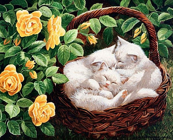 White Kitties, basket, roses, yellow, blossoms, flowers HD wallpaper