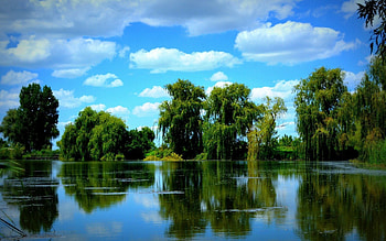 Nature, Trees, Sky, Summer, Pond HD wallpaper