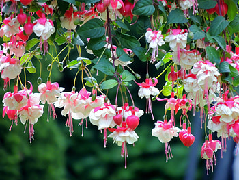 Basket Of Fuchsias, Flowers, Nature, graphy, Fuchsias HD wallpaper