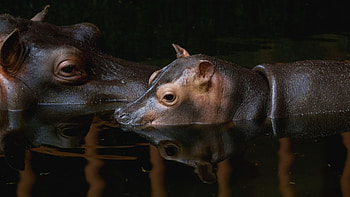 Sub-Saharan Africa, High resolution, Hippopotamus HD wallpaper