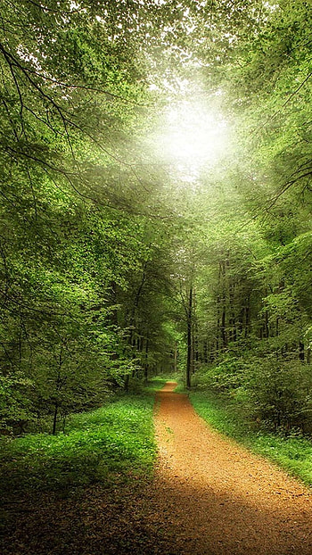 Forest, Nature, Forest Nature HD phone wallpaper
