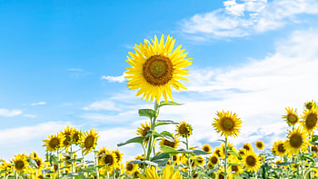 Sunflowers And Blue Sky, sunflowers, flowers, nature HD wallpaper