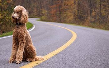Animals, Road, Dog, Curly, Poodle HD wallpaper