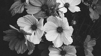 Black And White Kosmeya Flowers Bouquet Dark Background Flowers HD wallpaper
