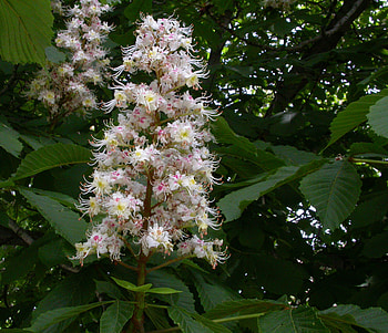 Chestnut tree, Door to nature, Horse chestnut trees, Door County HD wallpaper