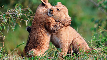 Animals, Lions HD wallpaper