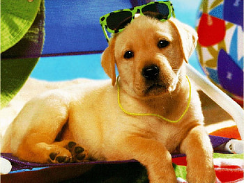 I AM ONE COOL DUDE, cool, dude, cute, adorable HD wallpaper