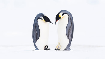 Emperor Penguins, Atka Bay, Antarctica, Animal, emperor penguin HD wallpaper