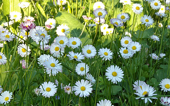 Daisies, white, Latvia, meadow, flowers HD wallpaper