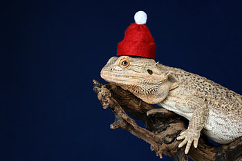 Funny, Animals, New Year, Christmas, Cap, Lizard, Reptile, Chameleon HD wallpaper