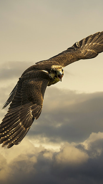 Angry hawk, Sony Xperia , Premium HD phone wallpaper