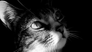 cat , , Cute kitties, Feline companions HD wallpaper