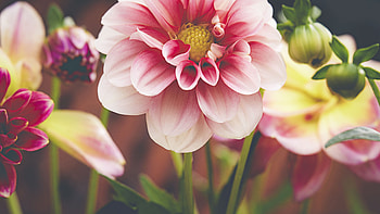 Pink Dahlia Flowers Petals Buds Plants In Blur Background Flowers HD wallpaper