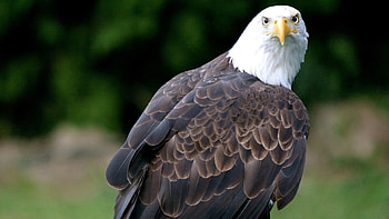 Animals, Bird, Predator, Eagle, Bald Eagle, White-Headed Eagle HD wallpaper