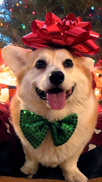 Christmas Dog, Cute Dog HD phone wallpaper