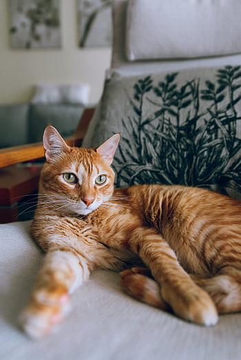 An orange tabby cat lounges on a comfortable chair indoors, exuding relaxation. HD phone wallpaper