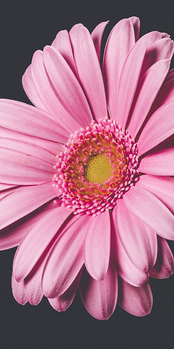 Pink gerbera, Bloom close-up, Beautiful flowers, Floral bliss HD phone wallpaper