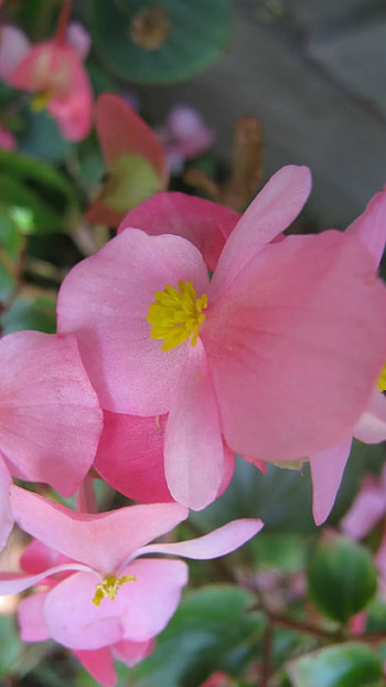 Begonia, Light Pink Flower HD phone wallpaper