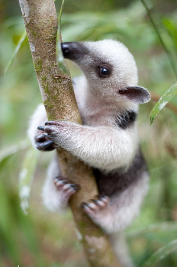 Anteater, , High definition, Beautiful HD phone wallpaper