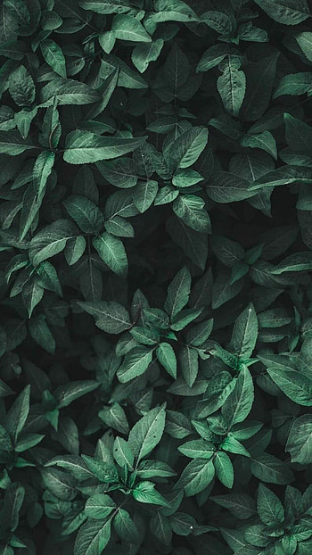 Green aesthetic, Green leaves, Nature , Android HD phone wallpaper