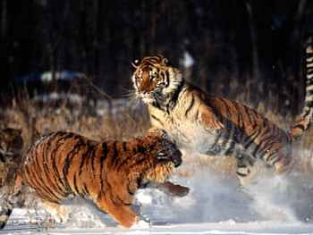 Feelin Frisky, fight, tiger, play, snow HD wallpaper
