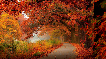 Autumn road, Autumn, Splendid, Forest, Trees HD wallpaper