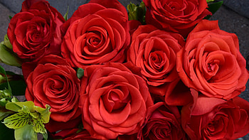 Rex roses, Flowers, Bouquet, Gorgeous, Red HD wallpaper