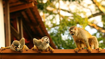 monkey , Background , 50 monkey HD wallpaper