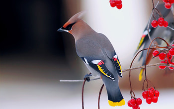 Bohemian Waxwing 885765 HD wallpaper