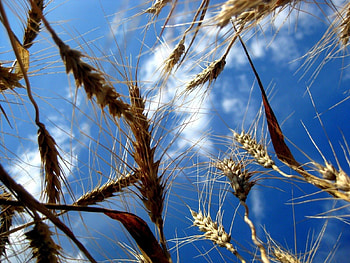Sky, Clouds, Macro, Ears, Ripe, Spikes HD wallpaper