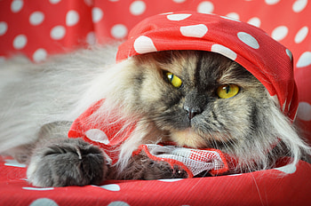 Animals, Cat, Fluffy, Muzzle, Eyes, Sight, Opinion HD wallpaper