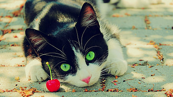 Green-eyed Cat, cherry, black and white, cute, cat, green-eyed, look HD wallpaper