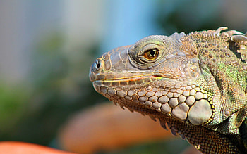 Animals, Muzzle, Reptile, Profile HD wallpaper