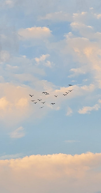 Birds In The Sky, cloud, blue HD phone wallpaper