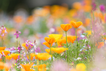 Flower, leaf, nature, tree HD wallpaper