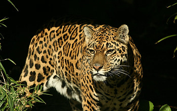 Animals, Jaguar, Spotty, Spotted, Predator, Big Cat, Hunting, Hunt HD wallpaper